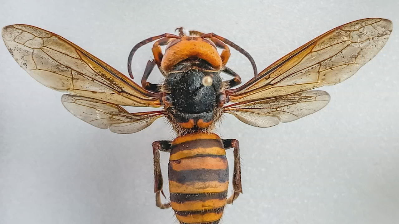 MURDER HORNET IN US.jpg